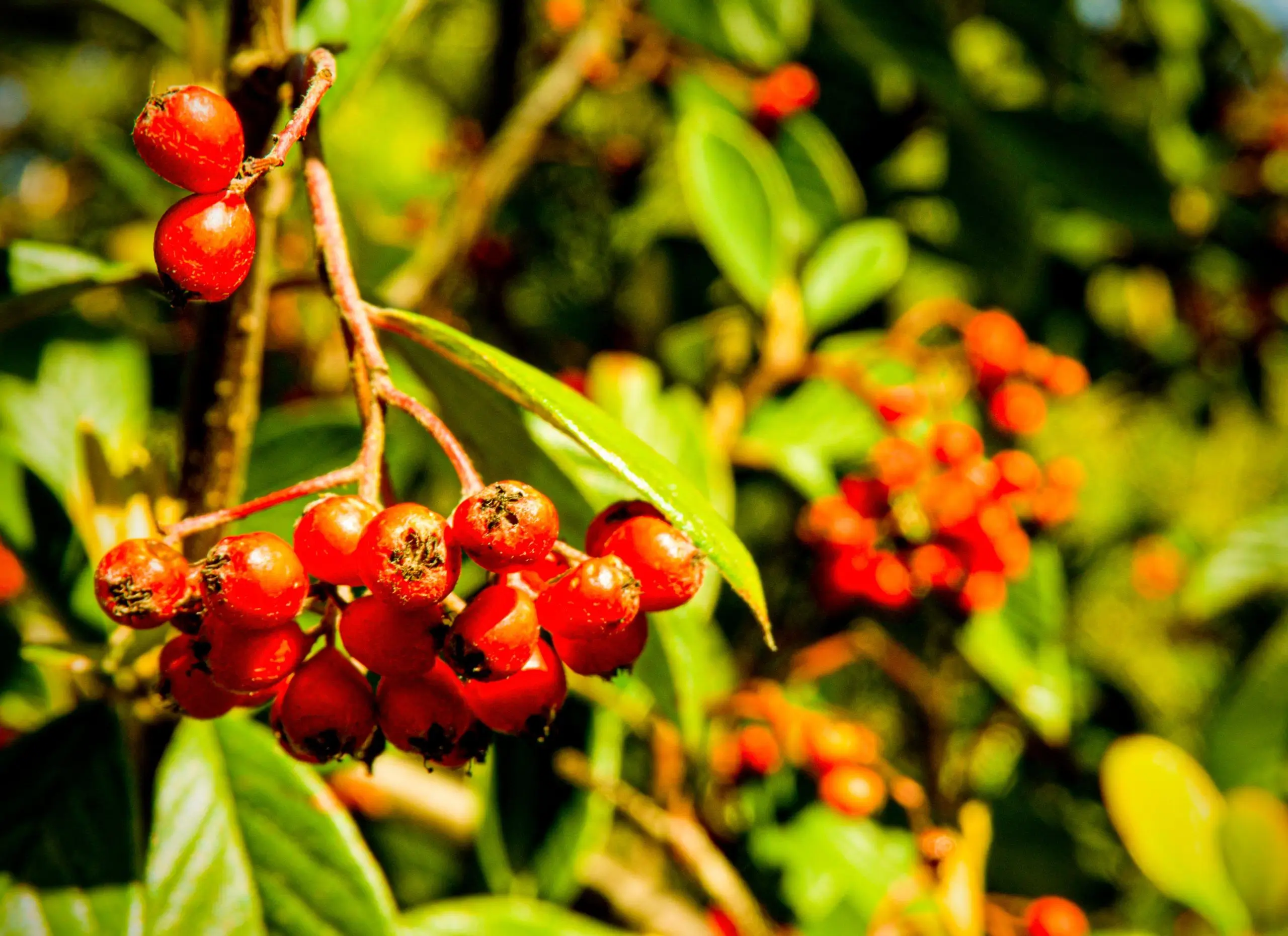 Ilex paraguariensis Image